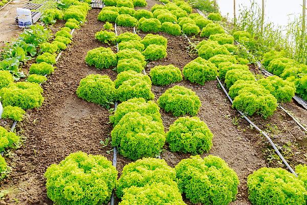 포토 JPG 해외이미지 식물 음식 잎 농업 다이어트 채소 재료 자연 건강 사람없음 초록색 농장 정원 봄 샐러드 수확 흰색 신선 상추 다발 허브 유기농 날것 내추럴 고립 온실 채식주의자 비건 해외202310 해외포토 웰빙 계절 산업 컬러 생태계 채식 파일형식