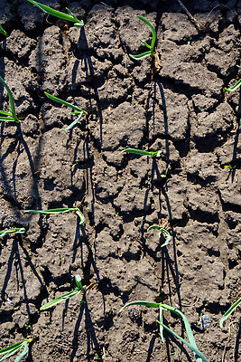 포토 JPG 해외이미지 식물 계절 음식 줄기 잎 밭 농업 채소 자연 건조 건강 마늘 사람없음 야외 초록색 여름 농장 정원 흙 봄 고통 성장 녹음 유기농 원예 땀 가뭄 지구온난화 내추럴 기후변화 땅바닥 밭일 해외202310 해외포토 웰빙 감정 산업 컬러 날씨 바닥 취미 기록 변화 생태계 파일형식