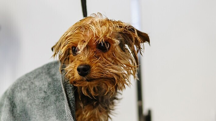 포토 JPG 해외이미지 동물 직업 헤어스타일 손 응시 포유류 털 실내 사람없음 반려동물 뷰티 머리 상점 흰색 공구 붓 머리빗 화려 미용사 모피 이발 자르기 솜털 샴푸 몸단장 다듬기 돌봄 이발사 순혈 해외202310 해외포토 시선 컬러 컨셉 모션 내부 신체부위 위생용품 도구 미용용품 파일형식