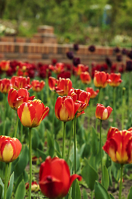 포토 JPG 해외이미지 식물 계절 공원 꽃잎 꽃 분홍색 컬러 꽃무늬 밭 자연 사람없음 빨간색 여름 컬러풀 뷰티 정원 보라색 봄 튤립 벚꽃 개화 해외202310 해외포토 공공시설 무늬 농업 생태계 파일형식