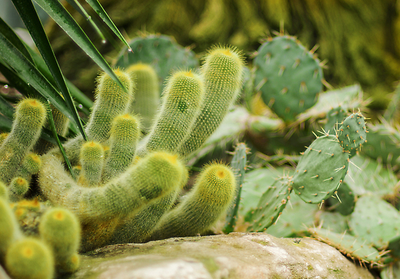 포토 JPG 해외이미지 식물 디자인 백그라운드 잎 자연 추상 선인장 건조 사람없음 장식 초록색 컬러풀 노란색 정원 사막 신선 뜨거움 원형 가시 닫기 척추 묘사 원예 날카로움 조심 솜털 내추럴 다육식물 이국적 해외202310 해외포토 도형 컬러 무늬 모션 뼈 취미 생태계 파일형식