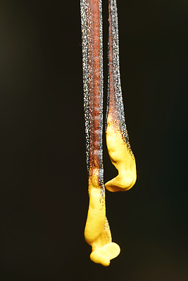 포토 JPG 해외이미지 나비 곤충 자연 사람없음 세계 뷰티 노란색 달 점 숲 큼 실크 묘사 꼬리 나방 마다가스카르 혜성 해외202310 해외포토 자연요소 동물 별 컬러 직물 크기 생태계 파일형식