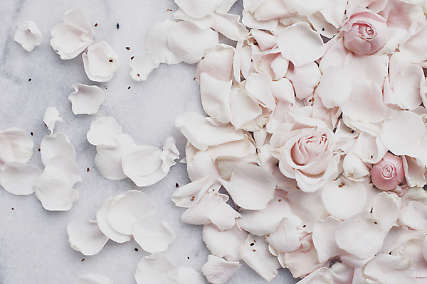 포토 JPG 해외이미지 꽃잎 백그라운드 자연 사람없음 장미 해외202310 해외포토 꽃 생태계 파일형식