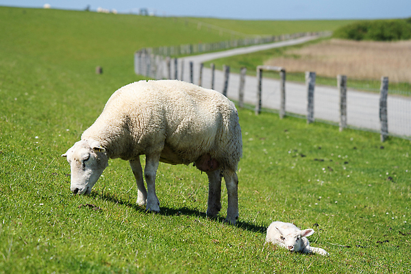 포토 JPG 해외이미지 동물 농업 자연 독일 사람없음 야외 초록색 여름 가축 양 양모 밭일 해외202310 해외포토 계절 유럽 산업 컬러 포유류 직물 생태계 파일형식