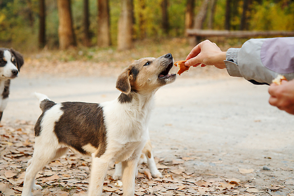 포토 JPG 해외이미지 동물 손 공원 여자 행복 음식 컨셉 자연 건강 사랑 사람 성인 사람없음 야외 초록색 반려동물 뷰티 노란색 쿠키 귀여움 정원 우정 흰색 잡기 개 강아지 먹이 먹기 주인 돌봄 해외202310 해외포토 공공시설 감정 컬러 포유류 모션 디저트 신체부위 친구 생태계 파일형식