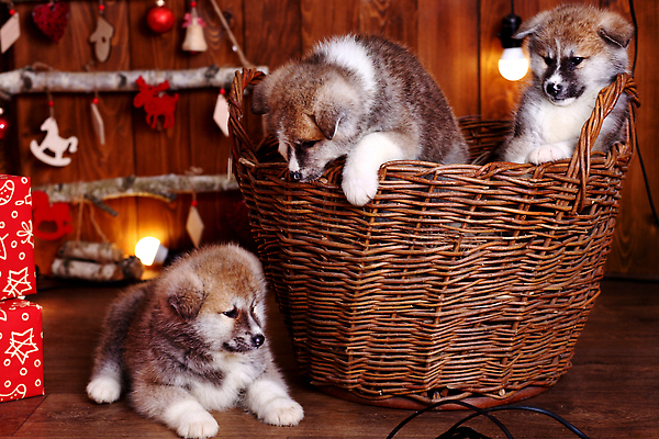 포토 JPG 해외이미지 스튜디오촬영 동물 새끼 포유류 털 함께함 실내 3 사람없음 야외 가로 초록색 반려동물 뷰티 갈색 일본 흰색 아기 그룹 개 강아지 밤 작음 모피 솜털 송곳니 기르기 카피스페이스 순종 순혈 해외202310 해외포토 아시아 컬러 컨셉 사람 내부 공백 견과류 치아 크기 왕 돌봄 파일형식