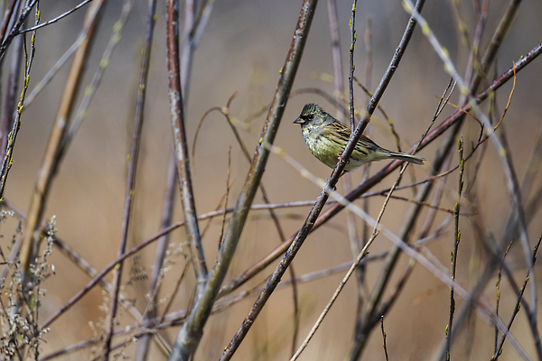 포토 JPG 해외이미지 나무 동물 야생동물 겨울 자연 조류 앉기 사람없음 파란색 컬러풀 뷰티 노란색 봄 나뭇가지 숲 작음 깃털 부리 동물상 해외202310 해외포토 식물 계절 컬러 모션 조형물 크기 생태계 파일형식