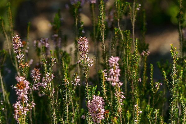 포토 JPG 해외이미지 나무 라이프스타일 유럽 바다 섬 여행 하늘 호텔 휴가 아파트 사람 풍경 해변 사람없음 야외 가로 여름 여행객 수영 도시 만 스페인 지중해 포트 타운 랜드마크 스페인어 해외202310 해외포토 식물 계절 나라 숙소 주택 생활 수상스포츠 파일형식