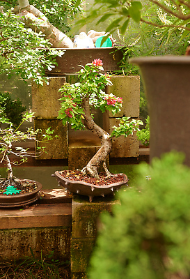 포토 JPG 해외이미지 화분 화초 사람없음 원예 해외202310 해외포토 식물 취미 파일형식