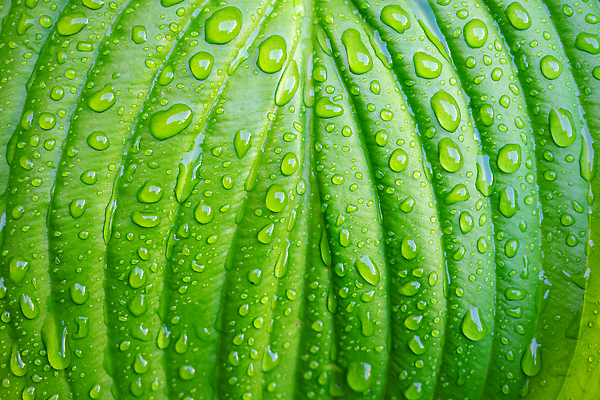 포토 JPG 해외이미지 식물 꽃 컬러 백그라운드 잎 패턴 자연 아침 날씨 사람없음 야외 초록색 물 빛 반사 환경 정원 봄 거품 젖음 성장 물방울 신선 액체 떨어짐 이슬 수분 질감 슛 내추럴 해외202310 해외포토 주간 자연요소 계절 컨셉 무늬 생태계 파일형식