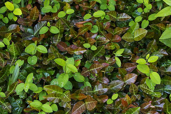 포토 JPG 해외이미지 식물 공원 벽 줄기 백그라운드 잎 꽃무늬 패턴 재료 자연 벽지 고추 추상 피망 건강 사람없음 야외 장식 초록색 여름 뷰티 새싹 환경 정원 봄 성장 신선 닫기 먹기 허브 질감 아이비 내추럴 땅바닥 생태학 해외202310 해외포토 계절 공공시설 교육 꽃 컬러 무늬 채소 모션 바닥 생태계 파일형식