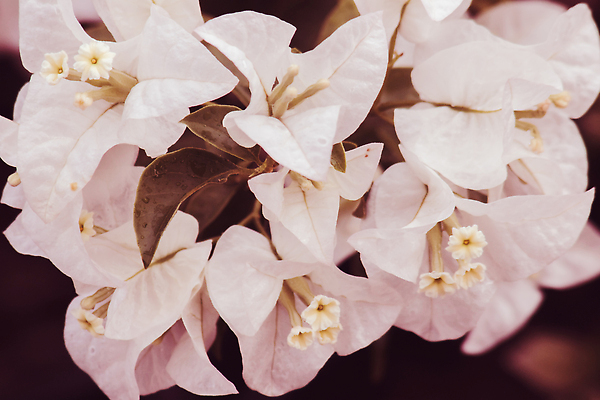 포토 JPG 해외이미지 식물 꽃잎 꽃 컬러 잎 꽃무늬 자연 사람없음 장식 가로 초록색 컬러풀 햇빛 뷰티 새싹 맑음 봄 낭만 성장 벚꽃 흰색 신선 개화 우아함 크루즈 실크 관목 묘사 꽃가루 내추럴 강렬 이국적 해외202310 해외포토 나무 계절 컨셉 무늬 배_교통 날씨 태양 직물 가루 생태계 파일형식