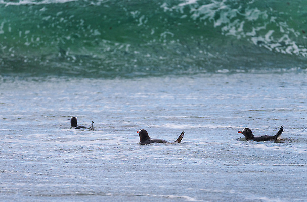포토 JPG 해외이미지 동물 야생동물 파도 섬 여행 날개 자연 조류 바람 함께함 3 성인 사람없음 야외 모래사장 뷰티 환경 검은색 수영 흰색 서핑 깃털 펭귄 식민지 해외202310 해외포토 자연요소 바다 컬러 컨셉 날씨 사람 수상스포츠 생태계 파일형식