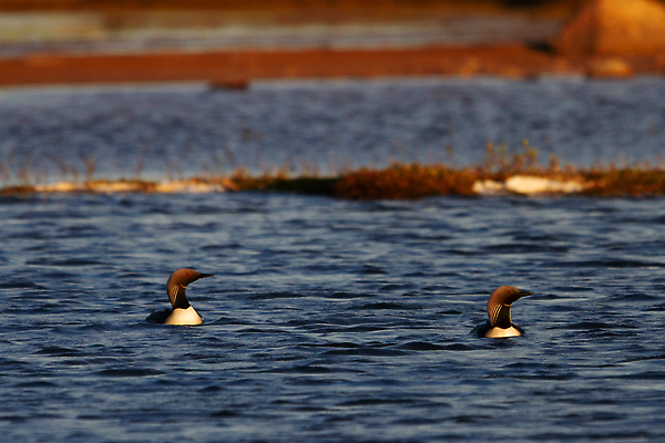 포토 JPG 해외이미지 동물 1 호수 야생동물 여행 캐나다 북아메리카 신체 자연 조류 낚시 흑백 사람없음 야외 초록색 물 갈색 검은색 수영 미국 줄무늬 회색 흰색 물방울 고독 잠수부 북극 부리 태평양 북쪽 물새 창백 동물상 해외202310 해외포토 자연요소 감정 바다 컬러 무늬 레저 촬영기법 아메리카 조형물 수상스포츠 전문직 극지방 방향 생태계 파일형식