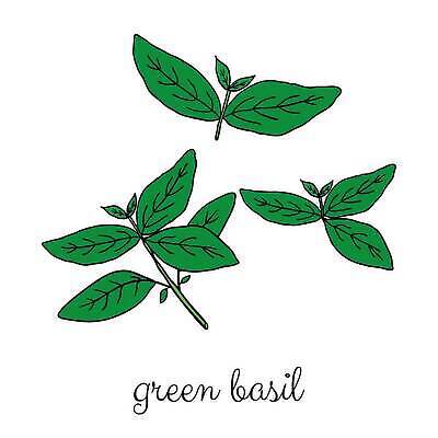 EPS 해외이미지 식물 손 음식 컬러 백그라운드 잎 일러스트 재료 건강 요리 그래픽 초록색 정원 이탈리아 흰색 양념 낙서 만화 스케치 허브 향신료 그림 유기농 날것 윤곽 아로마 향 바질 내추럴 고립 채식주의자 벡터 해외202310 해외일러스트 웰빙 유럽 미술 신체부위 채식 향미료 파일형식