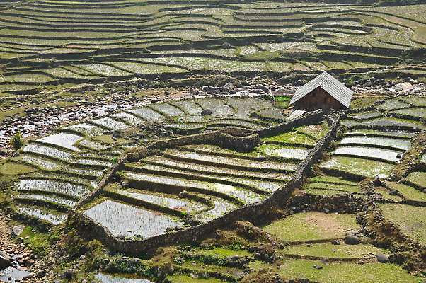 포토 JPG 해외이미지 식물 아시아 문화 지구 여행 잎 밭 농업 곡선 자연 밥 산 동양인 풍경 사람없음 야외 초록색 물 농장 환경 계곡 중국 흙 수확 거친 땅 언덕 유기농 원예 베트남 지역 규정 땅바닥 생태학 인도차이나반도 해외202310 해외포토 자연요소 웰빙 교육 나라 산업 선 음식 컬러 바닥 인종 취미 동남아시아 생태계 파일형식