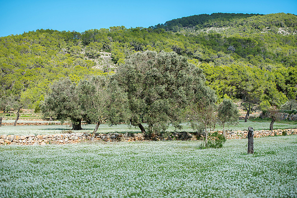 포토 JPG 해외이미지 나무 실루엣 유럽 모래 파도 바다 섬 여행 오렌지 텍스트 자연 벽지 하늘 성공 아침 휴가 새로움 풍경 사람없음 야외 물 여름 단어 빛 햇빛 태양 노란색 교회 일출 일몰 수확 시골 메시지 스페인 지중해 긍정 타운 자극 해외202310 해외포토 주간 자연요소 식물 문자 계절 나라 컬러 컨셉 농업 과일 종교건축 촬영기법 건물 노을 도시 생태계 파일형식