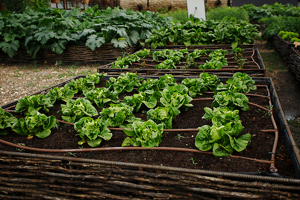포토 JPG 해외이미지 식물 음식 컬러 백그라운드 잎 밭 농업 다이어트 재료 건강 사람없음 초록색 빛 농장 농경지 정원 농사 성장 시골 침대 신선 닫기 상추 땅 먹기 에코 원예 국산 건강식 거름 고립 돌봄 땅바닥 밭일 원예사 세련 맛있는 해외202310 해외포토 직업 산업 가구 채소 모션 바닥 취미 환경 파일형식