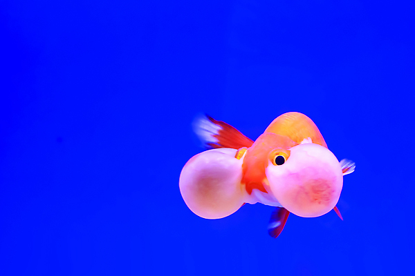 포토 JPG 해외이미지 동물 백그라운드 오렌지 자연 어류 미술 사람없음 빨간색 물 반려동물 뷰티 검은색 수중 수영 흰색 황금 어항 꼬리 금붕어 지느러미 수족관 젤리 산소 고립 해외202310 해외포토 자연요소 컬러 과일 문화예술 디저트 수중동물 수상스포츠 원소 생태계 파일형식