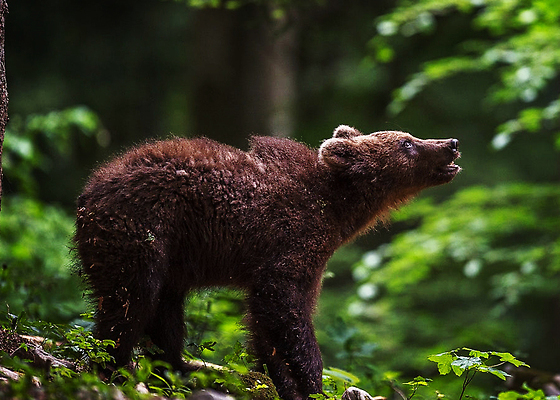 포토 JPG 해외이미지 한마리 야생동물 곰 자연 사람없음 야외 숲 해외202310 해외포토 동물 1 포유류 생태계 파일형식