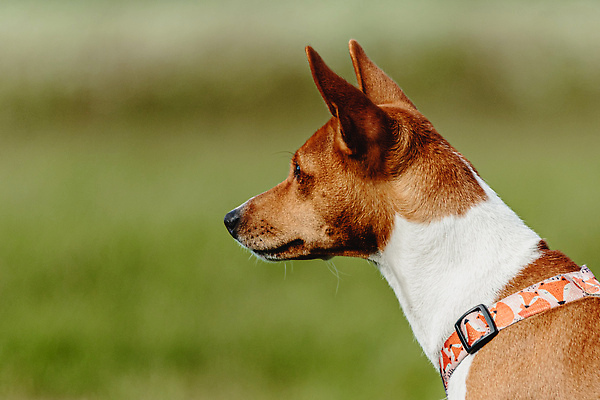 포토 JPG 해외이미지 동물 공원 행복 스포츠 셔츠 밭 포유류 모션 자연 놀이 건강 사람없음 야외 초록색 달리기 햇빛 뷰티 우주 정원 맑음 점프 검은색 경쟁 에너지 레이싱 잡기 개 유혹 강의 테리어 속도 호기심 사냥 사냥개 섬광 순간 순혈 해외202310 해외포토 공공시설 감정 컬러 컨셉 상의 농업 날씨 시합 태양 생태계 파일형식