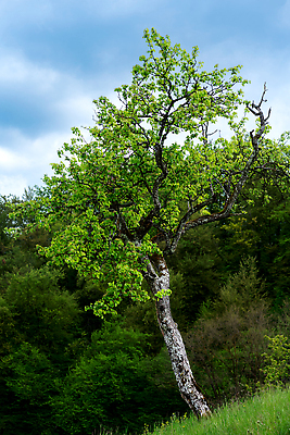 포토 JPG 해외이미지 나무 구름 계절 여행 백그라운드 밭 자연 하늘 아침 날씨 산 안테나 파노라마 풍경 사람없음 야외 초록색 여름 파란색 뷰티 환경 계곡 봄 시골 숲 언덕 알프스 장면 내추럴 슬로베니아 절정 조감도 그리너리 해외202310 해외포토 주간 자연요소 식물 유럽 컬러 농업 통신 촬영기법 생태계 파일형식 트랜드컬러
