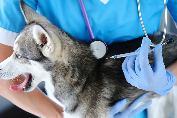 포토 JPG 해외이미지 동물 직업 컨셉 포유류 실내 병원 주사기 사람 사람없음 치료 반려동물 사무실 뷰티 약 고통 시험 환자 의사 개 약속 주사약 찌르기 수의사 송곳니 순서 기르기 돌봄 예방접종 헬프 항생제 해외202310 해외포토 교육 감정 비즈니스 의학 의료기기 모션 내부 의료진 도움 치아 접종 파일형식