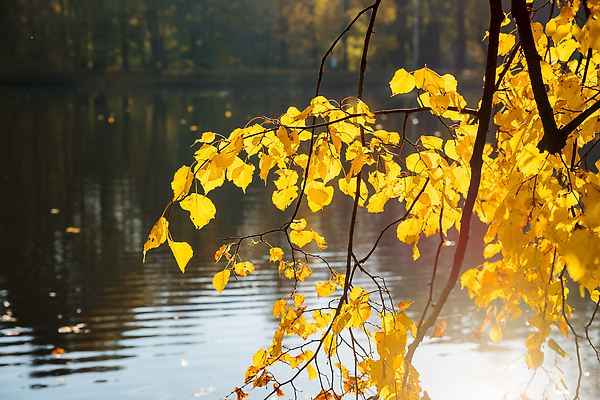 포토 JPG 해외이미지 나무 식물 계절 공원 호수 컬러 단풍 잎 오렌지 자연 하늘 사람없음 야외 목재 빨간색 초록색 물 파란색 빛 강 컬러풀 뷰티 반사 노란색 환경 나뭇가지 시골 연못 황금 숲 9월 11월 장면 10월 내추럴 해외202310 해외포토 자연요소 공공시설 과일 재료 날짜 생태계 파일형식