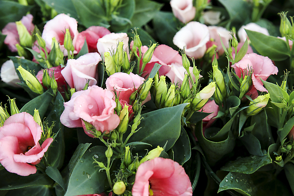 포토 JPG 해외이미지 식물 꽃 파도 분홍색 꽃다발 결혼 백그라운드 잎 꽃무늬 자연 발렌타인데이 선물 사랑 이벤트 사람없음 장식 초록색 여름 뷰티 반사 정원 보라색 침묵 봄 낭만 벚꽃 흰색 침대 축하 인사 신선 개화 우아함 다발 허브 라일락 내추럴 양치류 스타일 세련 해외202310 해외포토 계절 감정 바다 컬러 가구 컨셉 무늬 데이이벤트 소리 예절 생태계 파일형식