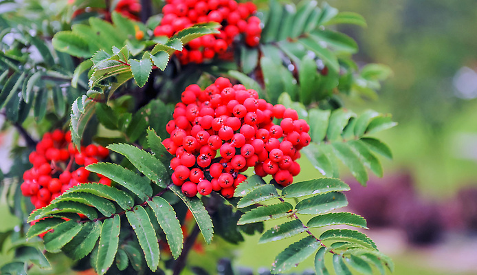 포토 JPG 해외이미지 나무 식물 계절 공원 열매 유럽 줄기 꽃다발 잎 오렌지 과일 우산 자연 하늘 산 건강 사람없음 야외 빨간색 초록색 여름 뷰티 정원 맑음 가을 나뭇가지 신선 유기농 비타민 내추럴 숙성 재 해외202310 해외포토 웰빙 공공시설 꽃 나라 컬러 날씨 생태계 영양소 파일형식