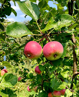 포토 JPG 해외이미지 나무 식물 계절 음식 컬러 백그라운드 잎 농업 다이어트 과일 자연 매달리기 건강 사람없음 야외 빨간색 초록색 햇빛 태양 농장 정원 수확 성장 나뭇가지 신선 그룹 달콤 맛 사과 과수원 다발 유기농 원예 내추럴 밭일 숙성 세련 맛있는 해외202310 해외포토 자연요소 웰빙 산업 컨셉 모션 취미 생태계 파일형식