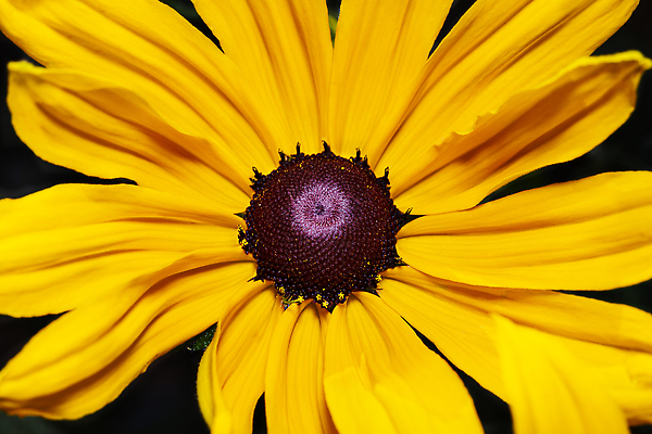 포토 JPG 해외이미지 식물 꽃잎 꽃 줄기 사람없음 초록색 여름 파란색 갈색 노란색 환경 정원 들꽃 벚꽃 싱글 영원 해외202310 해외포토 계절 컬러 파일형식