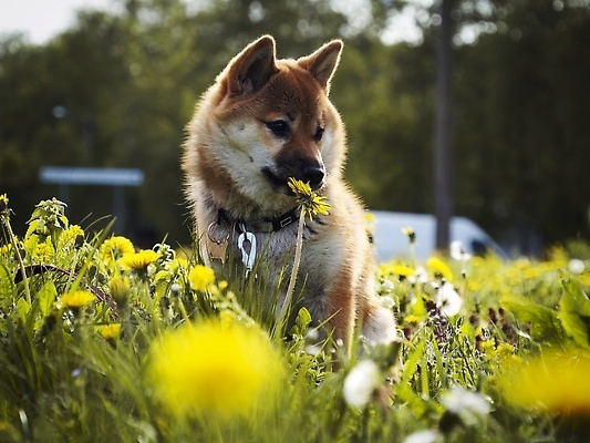포토 JPG 해외이미지 동물 직업 행복 돈 포유류 놀이 생물 실내 사랑 사람없음 야외 반려동물 뷰티 귀여움 일본 동전 아기 개 암호 강아지 소프트포커스 작음 전자 엽서 여우 솜털 순간 유래 카피스페이스 순종 해외202310 해외포토 감정 아시아 컨셉 촬영기법 사람 내부 공백 재산 크기 왕 편지 파일형식