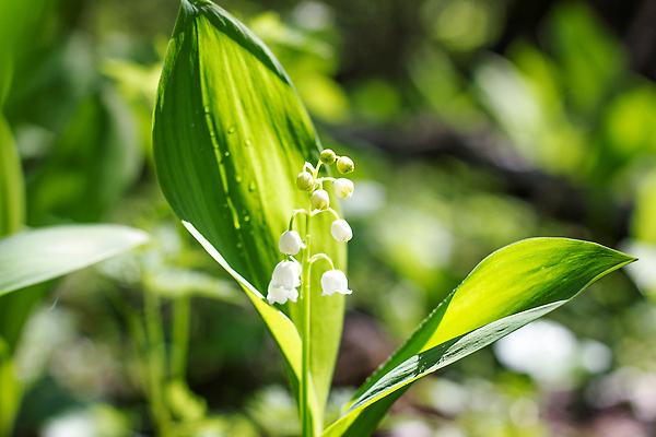 포토 JPG 해외이미지 식물 1 계절 꽃 줄기 백그라운드 컨셉 꽃무늬 자연 사람없음 야외 초록색 뷰티 정원 계곡 봄 벚꽃 종 흰색 물방울 닫기 숲 5월 보케 향기 향 내추럴 프랑스어 해외202310 해외포토 문자 컬러 무늬 모션 날짜 생태계 냄새 파일형식