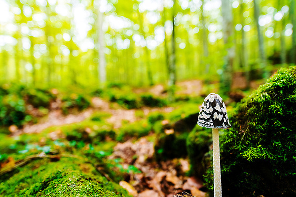 포토 JPG 해외이미지 나무 컬러 잎 재료 자연 아침 동화 생물 요정 건강 이끼 사람없음 목재 초록색 컬러풀 햇빛 태양 환경 버섯 젖음 촉촉함 성장 신선 숲 위험 작음 순수 유기농 생물학 보케 공상 마법 곰팡이 땅바닥 삼림지대 식용 채식주의자 카피스페이스 해외202310 해외포토 주간 자연요소 식물 웰빙 교육 컨셉 바닥 공백 크기 생태계 채식 파일형식