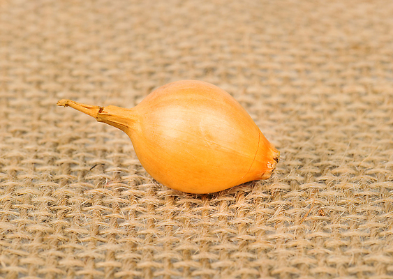 포토 JPG 해외이미지 식물 문화 음식 백그라운드 농업 채소 자연 양파 건강 씨앗 사람없음 갈색 노란색 흰색 황금 작음 삼베 피부 유기농 날것 샬롯 해외202310 해외포토 웰빙 산업 컬러 신체부위 크기 생태계 파일형식 천_직물