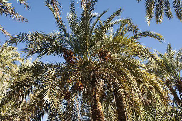 포토 JPG 해외이미지 나무 식물 공원 백그라운드 잎 자연 하늘 추상 손바닥 풍경 사람없음 야외 초록색 여름 파란색 야자수 뷰티 환경 덮개 나뭇가지 거친 큼 아래 묘사 질감 대추 내추럴 직진 해외202310 해외포토 손 계절 공공시설 컬러 무늬 뚜껑 크기 방향 생태계 위치 파일형식