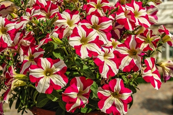 포토 JPG 해외이미지 식물 꽃 컬러 백그라운드 잎 꽃무늬 자연 사람없음 야외 장식 빨간색 여름 컬러풀 뷰티 봄 기쁨 벚꽃 흰색 5월 피튜니아 해외202310 해외포토 계절 감정 무늬 날짜 생태계 파일형식