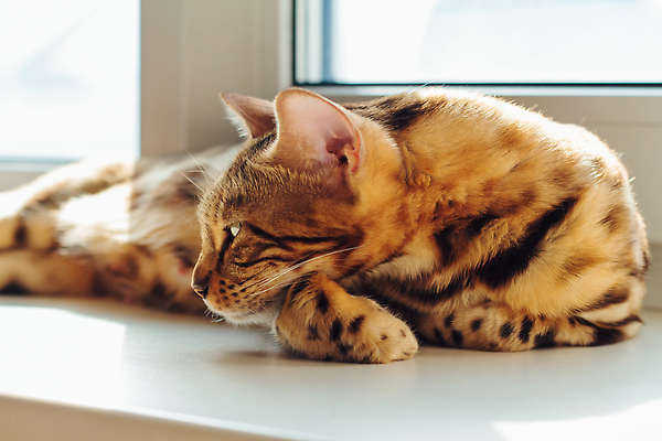 포토 JPG 해외이미지 동물 응시 행복 얼굴 백그라운드 의자 장난 창문 포유류 놀이 휴식 수염 주택 털 동양인 사람없음 반려동물 뷰티 갈색 맑음 검은색 고양이 임신 침대 점 황금 표범 기르기 유래 순혈 해외202310 해외포토 시선 감정 컬러 가구 컨셉 날씨 인종 건물 신체부위 돌봄 파일형식