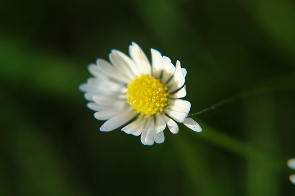 포토 JPG 해외이미지 식물 계절 꽃 백그라운드 잎 꽃무늬 밭 자연 잔디 사람없음 초록색 여름 햇빛 뷰티 약 노란색 정원 맑음 봄 벚꽃 흰색 전원 시골 신선 허브 데이지 녹색배경 내추럴 캐모마일 해외202310 해외포토 컬러 무늬 농업 의학 날씨 태양 전기에너지 생태계 파일형식