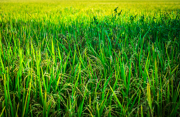 포토 JPG 해외이미지 식물 계절 공원 아시아 음식 잎 패턴 농업 태국 자연 밥 풍경 잔디 사람없음 야외 초록색 여름 농장 농경지 환경 맑음 일몰 봄 수확 성장 시골 신선 땅 밀 유기농 질감 녹색배경 내추럴 논밭 그리너리 해외202310 해외포토 웰빙 공공시설 나라 산업 컬러 백그라운드 무늬 밭 날씨 곡류 논 노을 생태계 파일형식 트랜드컬러