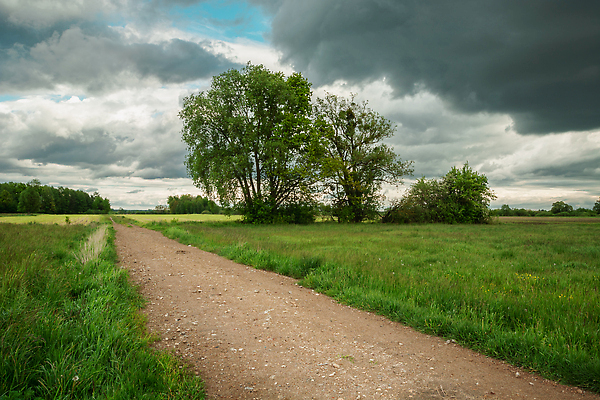 포토 JPG 해외이미지 나무 구름 계절 도로 길 밭 자연 하늘 날씨 풍경 사람없음 야외 초록색 여름 뷰티 환경 어둠 봄 전원 시골 오솔길 땅 먼지 공상 흐림 내추럴 수평선 비어있는 해외202310 해외포토 자연요소 식물 컬러 농업 교통시설 전기에너지 생태계 파일형식