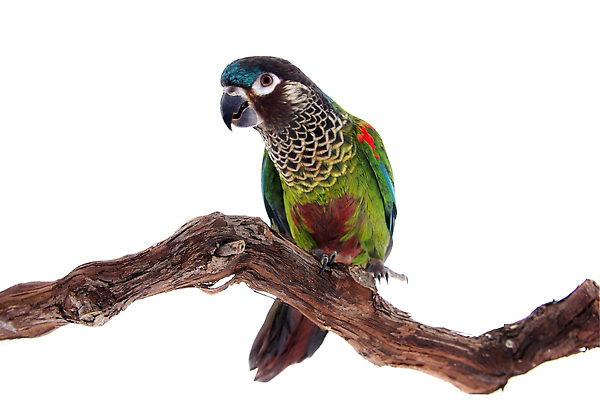 포토 JPG 해외이미지 사람없음 반려동물 앵무새 해외202310 해외포토 동물 조류 파일형식