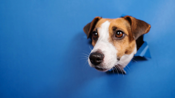 포토 JPG 해외이미지 한마리 사람없음 머리 강아지 파란배경 찢어짐 잭러셀테리어 나오기 해외202310 해외포토 1 백그라운드 모션 신체부위 파란색 반려동물 개 테리어 파일형식