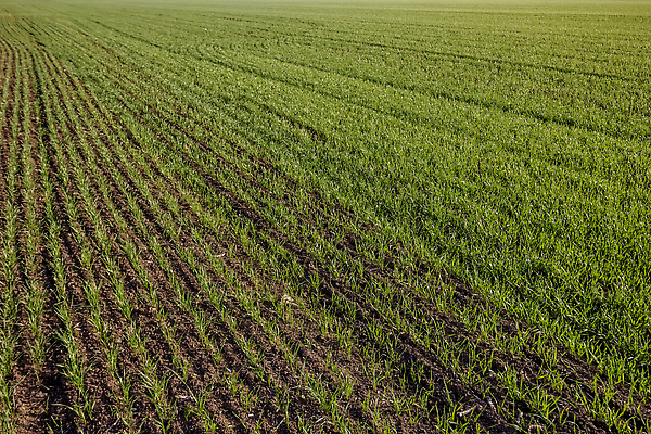 포토 JPG 해외이미지 식물 계절 선 백그라운드 컨셉 밭 농업 자연 표면 날씨 풍경 잔디 사람없음 야외 초록색 여름 빛 햇빛 뷰티 농장 농경지 환경 맑음 봄 성장 시골 땅 질감 날것 장면 타입 내추럴 밭일 평야 스타일 해외202310 해외포토 산업 컬러 태양 생태계 파일형식
