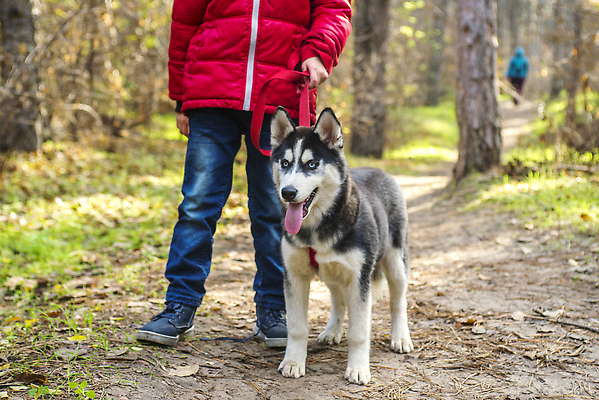 포토 JPG 해외이미지 나무 동물 라이프스타일 공원 남자 행복 길 관계 자연 놀이 함께함 사랑 사람 풍경 성인 사람없음 야외 초록색 여름 반려동물 뷰티 걷기 우정 산책 가을 개 강아지 숲 비글 주인 송곳니 기르기 복종 유래 순혈 해외202310 해외포토 식물 계절 공공시설 감정 컬러 컨셉 포유류 모션 휴식 생활 친구 치아 생태계 돌봄 파일형식