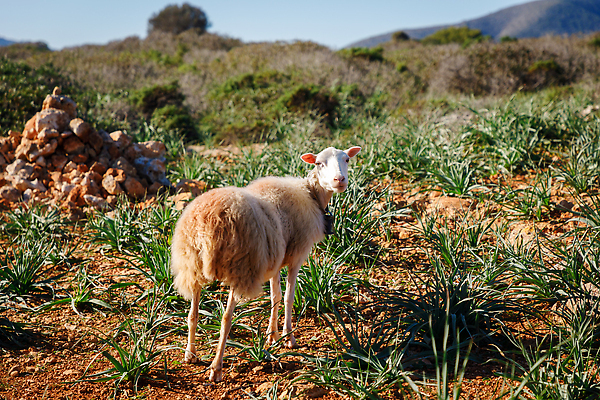 포토 JPG 해외이미지 동물 유럽 길 바다 밭 자연 사람없음 야외 초록색 농장 시골 양 스페인 방목 지중해 양고기 해외202310 해외포토 나라 컬러 농업 포유류 육류 축산업 생태계 파일형식