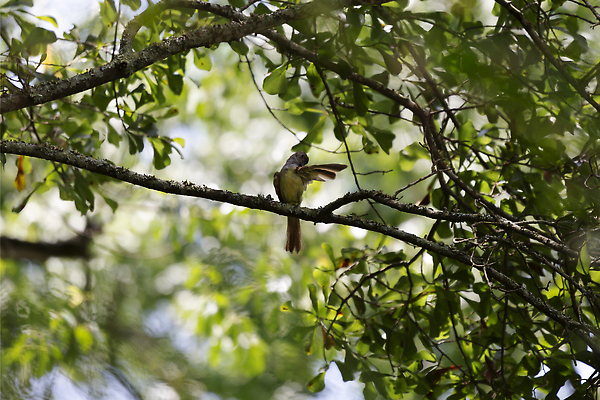 포토 JPG 해외이미지 나무 동물 척추동물 야생동물 과학 백그라운드 날개 자연 조류 생물 앉기 사람없음 야외 가로 초록색 뷰티 갈색 환경 회색 다양 나뭇가지 황무지 보호 큼 청소 생물학 부리 장면 갈기 리빙 몸단장 계산서 내추럴 동물상 생태학 그리너리 해외202310 해외포토 식물 교육 컬러 다수 컨셉 모션 조형물 크기 생태계 파일형식 트랜드컬러