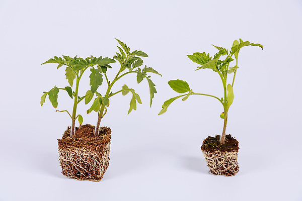 포토 JPG 해외이미지 지구 잎 농업 토마토 채소 자연 사람없음 초록색 농장 정원 흙 성장 업무 작음 흰배경 국산 내추럴 묘목 심기 온실 원예사 세련 해외202310 해외포토 나무 식물 직업 산업 컬러 백그라운드 모션 흰색 작업 크기 생태계 파일형식