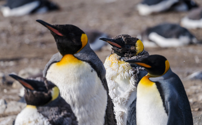 포토 JPG 해외이미지 동물 야생동물 섬 여행 청소년 자연 조류 털 서기 성인 사람없음 야외 모래사장 뷰티 환경 검은색 흰색 아기 왕 깃털 펭귄 헛간 식민지 해외202310 해외포토 바다 컬러 모션 사람 생태계 저장고 파일형식
